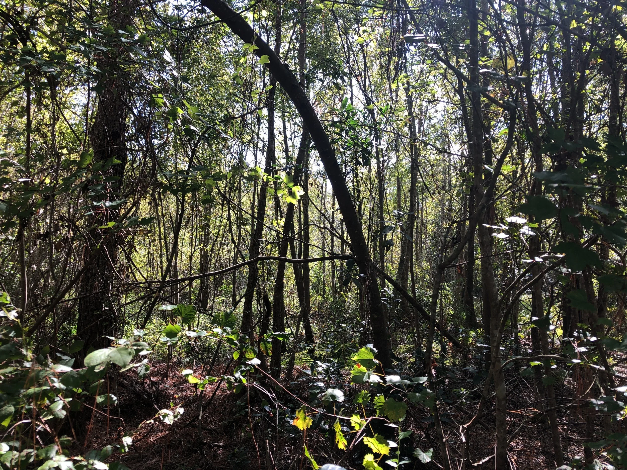 Alachua Conservation Trust — ACT Facilitates Sale of Over 1600